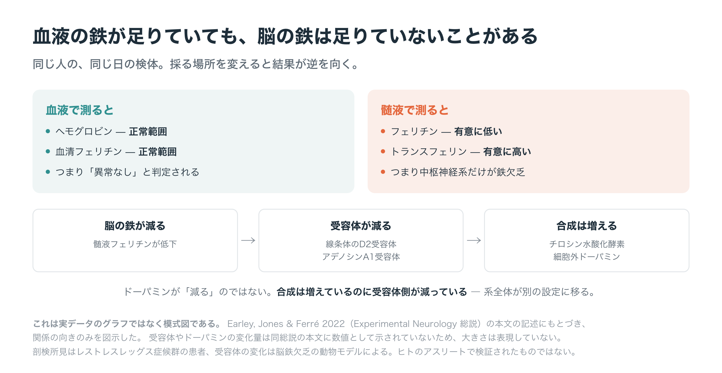血液中の鉄と脳内の鉄が別々に動きうることを示した模式図。ヘモグロビンと血清フェリチンが正常範囲にある同じ人で、髄液フェリチンは低く髄液トランスフェリンは高い。脳の鉄欠乏が線条体のドーパミンD2受容体とアデノシンA1受容体の低下、チロシン水酸化酵素の増加、細胞外ドーパミンの増加につながる経路を示す。これは実データのグラフではなく模式図である（Earley, Jones & Ferre 2022の記述にもとづく）