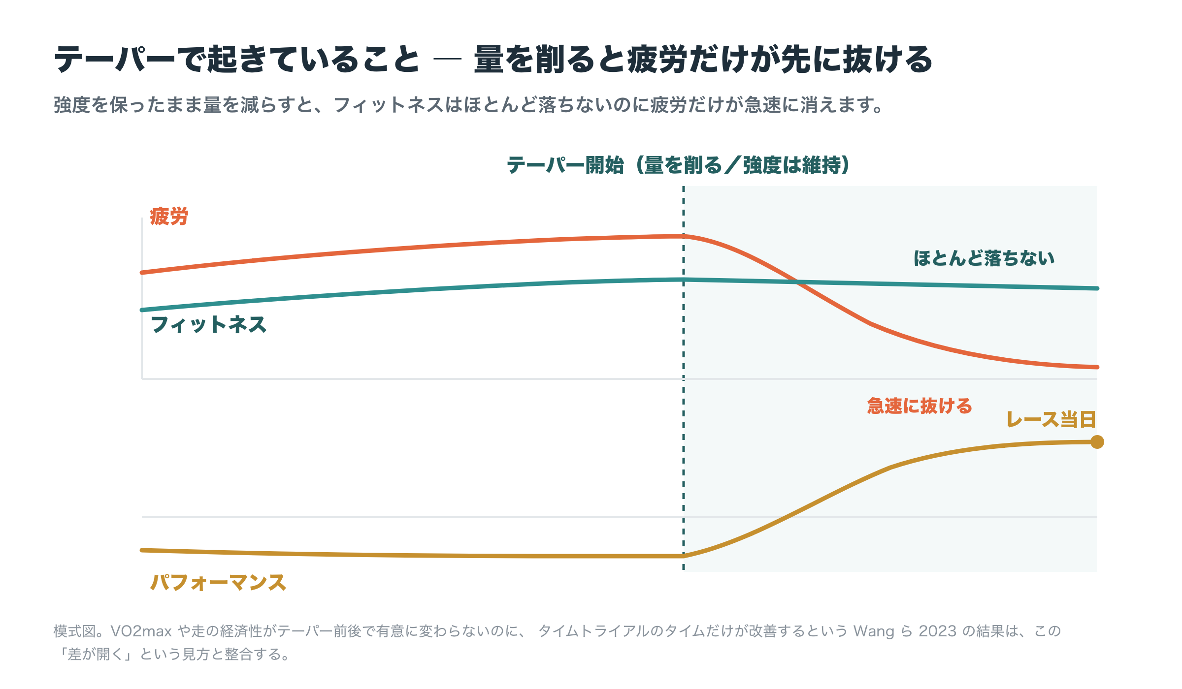 テーパー中の模式図。量を削ると疲労だけが急速に抜け、フィットネスはほとんど落ちないため、差であるパフォーマンスがレース当日に向けて上がる