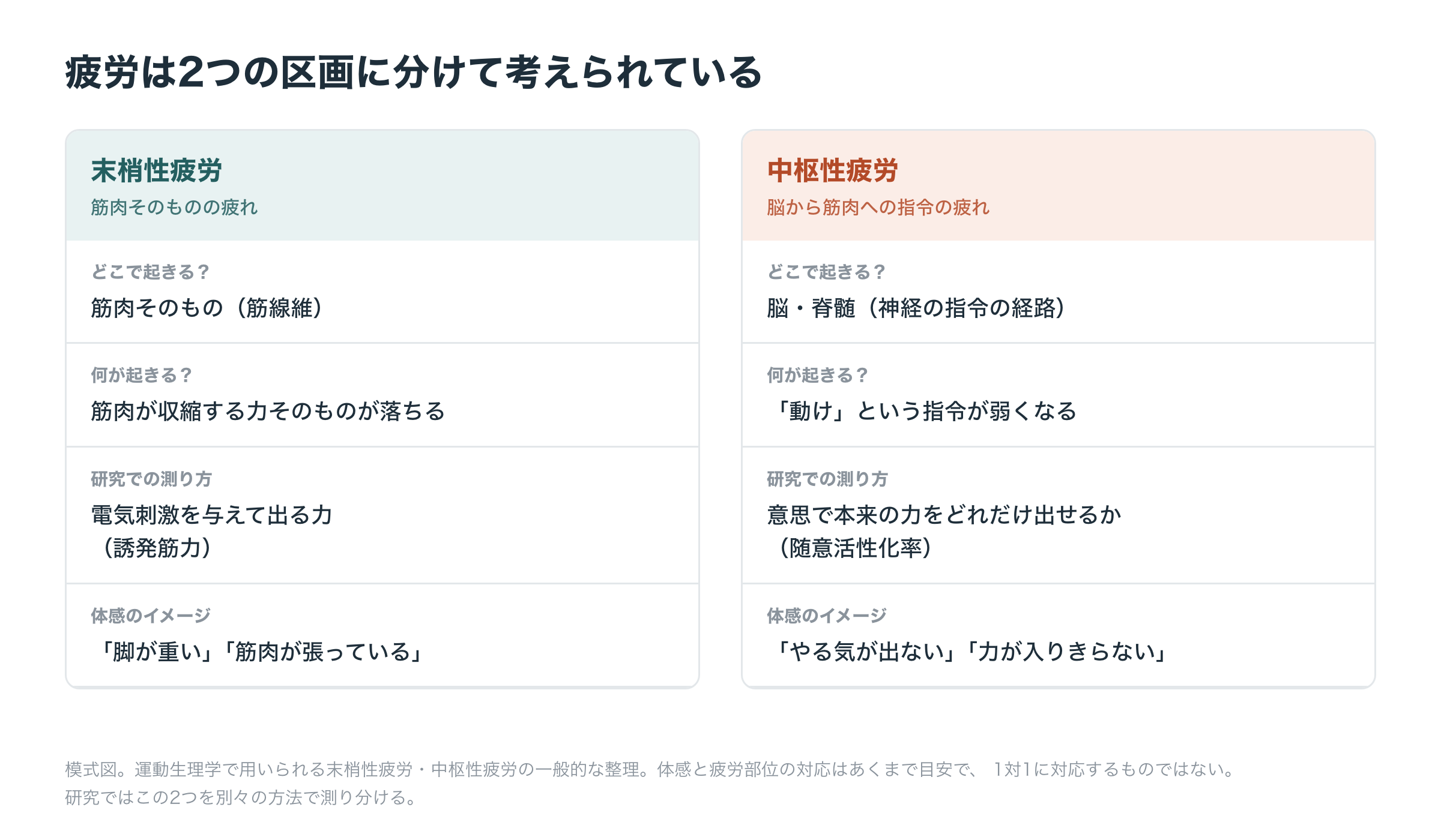 末梢性疲労と中枢性疲労の対比表。末梢性疲労は筋肉そのもの（筋線維）で起きて筋肉が収縮する力が落ち、電気刺激による誘発筋力で測る。中枢性疲労は脳・脊髄で起きて「動け」という指令が弱くなり、随意活性化率で測る。体感はそれぞれ「脚が重い」「やる気が出ない」に近いことを整理した模式図